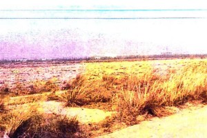 内蒙古自治区乌拉特前旗政府非法征地9千亩荒废至今，失地村民求助无门！