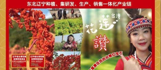 从台湾原住民“生命粮”到粤北试验田的“跨界之旅”